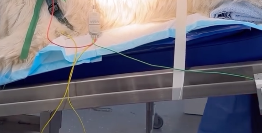 Coussin sur mesure pour bloc opératoire vétérinaire